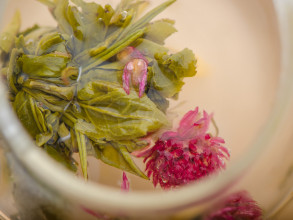 Связанный чай с цветами со вкусом манго &quot;Дерево Красоты&quot; купить в Минске, Снова в наличии