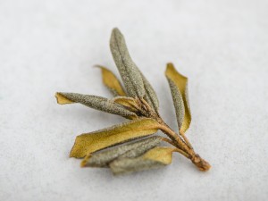 Саган-дайля (Сайган Дайля, Белое Крыло Шамана) "АА", 2025 г. купить в Минске, Для иммунитета