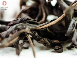 Цзю До Цзы Дань Цун "ААА" (Одинокие Кусты с Острозубчатыми листьями) купить в Минске, Гуандунский