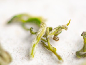 Ми Я Сучжоу Би Ло Чунь "ААА", весна 2026г. купить в Минске, Зеленый чай