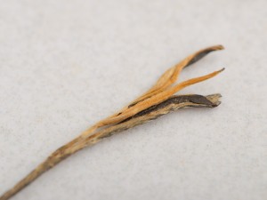 Дянь Хун Сун Чжэнь "АА" (Сосновые Иглы), 2025г. купить в Минске, Красный чай