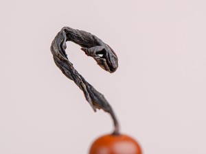 Гао Шань Ци Лань "ААА", Уишаньский