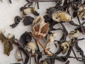 Су Ху Шай Хун с Айвой "АА", 2025г. купить в Минске, Красный чай