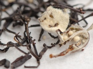 Су Ху Шай Хун с Айвой "АА", 2025г. купить в Минске, Красный чай